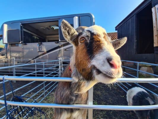 goat petting farm hire events party