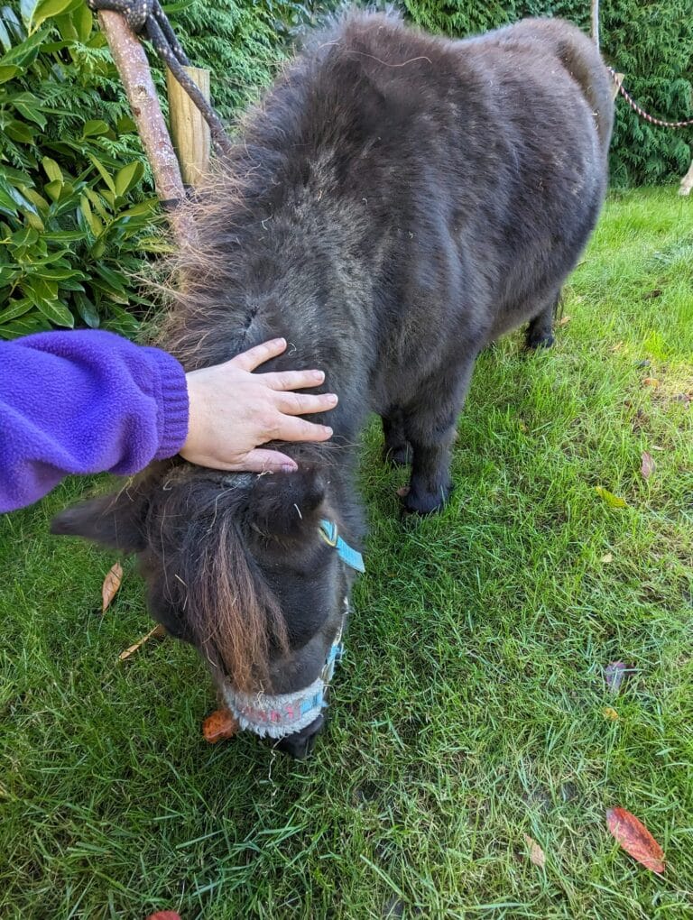 Pony at a petting farm party