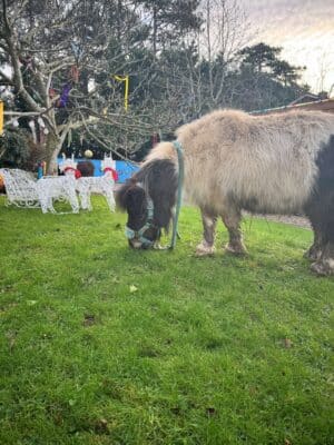Christmas animals entertainers farm animals for party