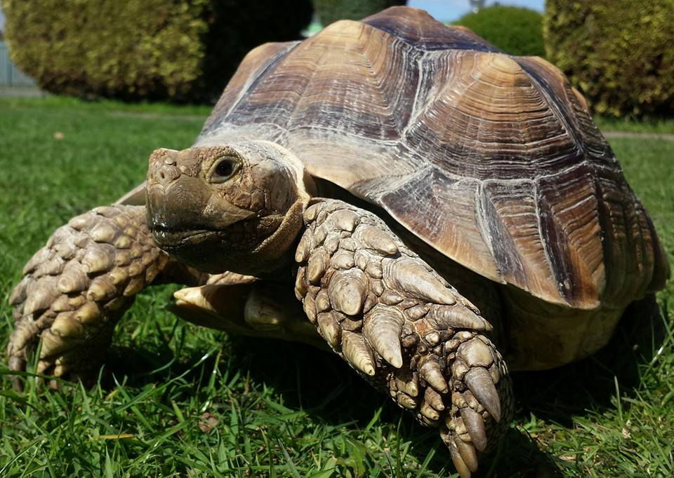 tortoise reptile party gloucestershire